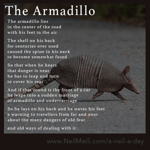 The Armadillo – Neil Meili