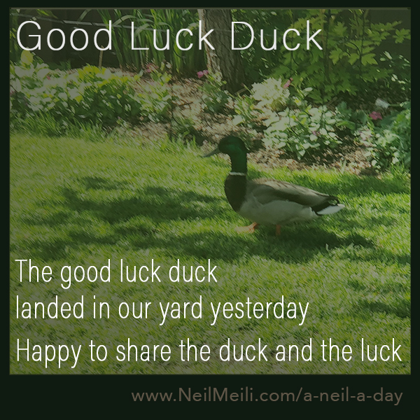 good-luck-duck-neil-meili