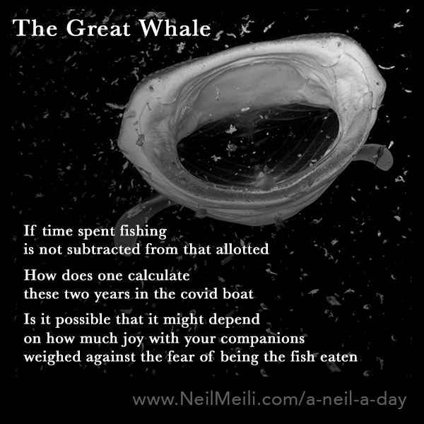 The Great Whale – Neil Meili