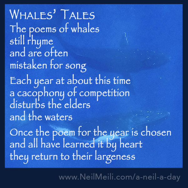 Whales’ Tales – Neil Meili